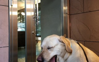 南青山の表参道の宝石店、ジェムランドの看板犬はラブラドール・レトリバー