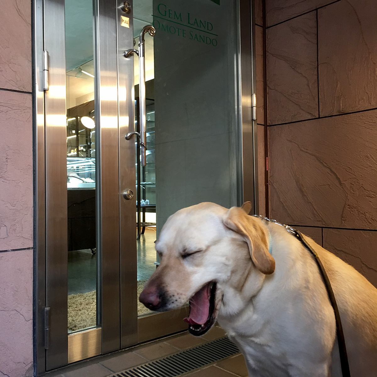 表参道の宝石店とラブラドール 看板犬やるきなし ジェムランド