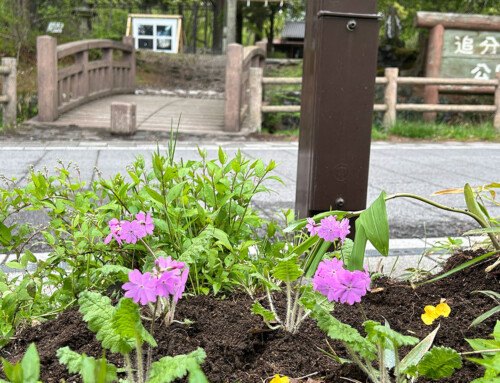 サクラソウを植えました